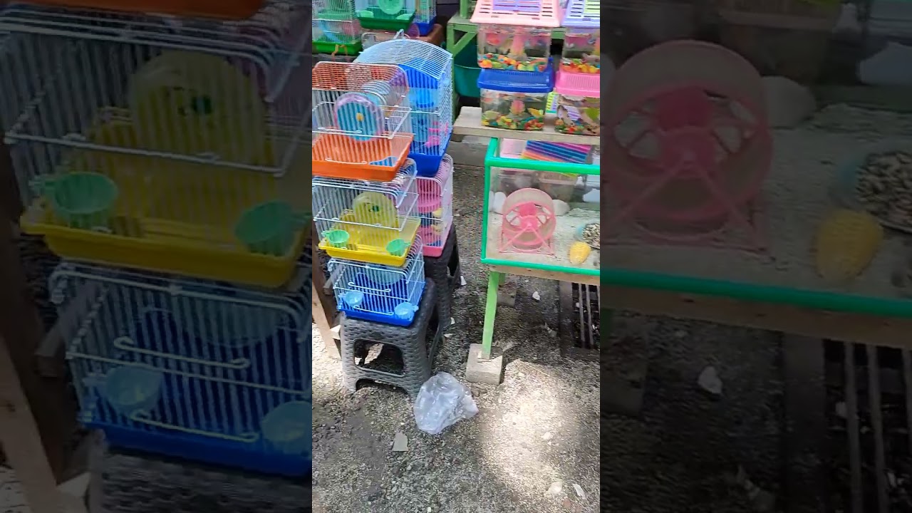Vibes Kenjeran, jual hamster lucu 15-25rb, #surabaya #hamsters #hamu #kenjeran