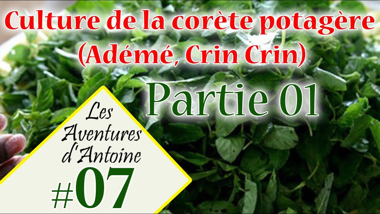 Culture de la cor&egrave;te potag&egrave;re Ad&eacute;m&eacute;, CrinCrin