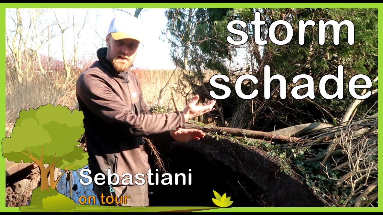 stormschade aan een boom  - tuin tips - Sebastiani on tour #2