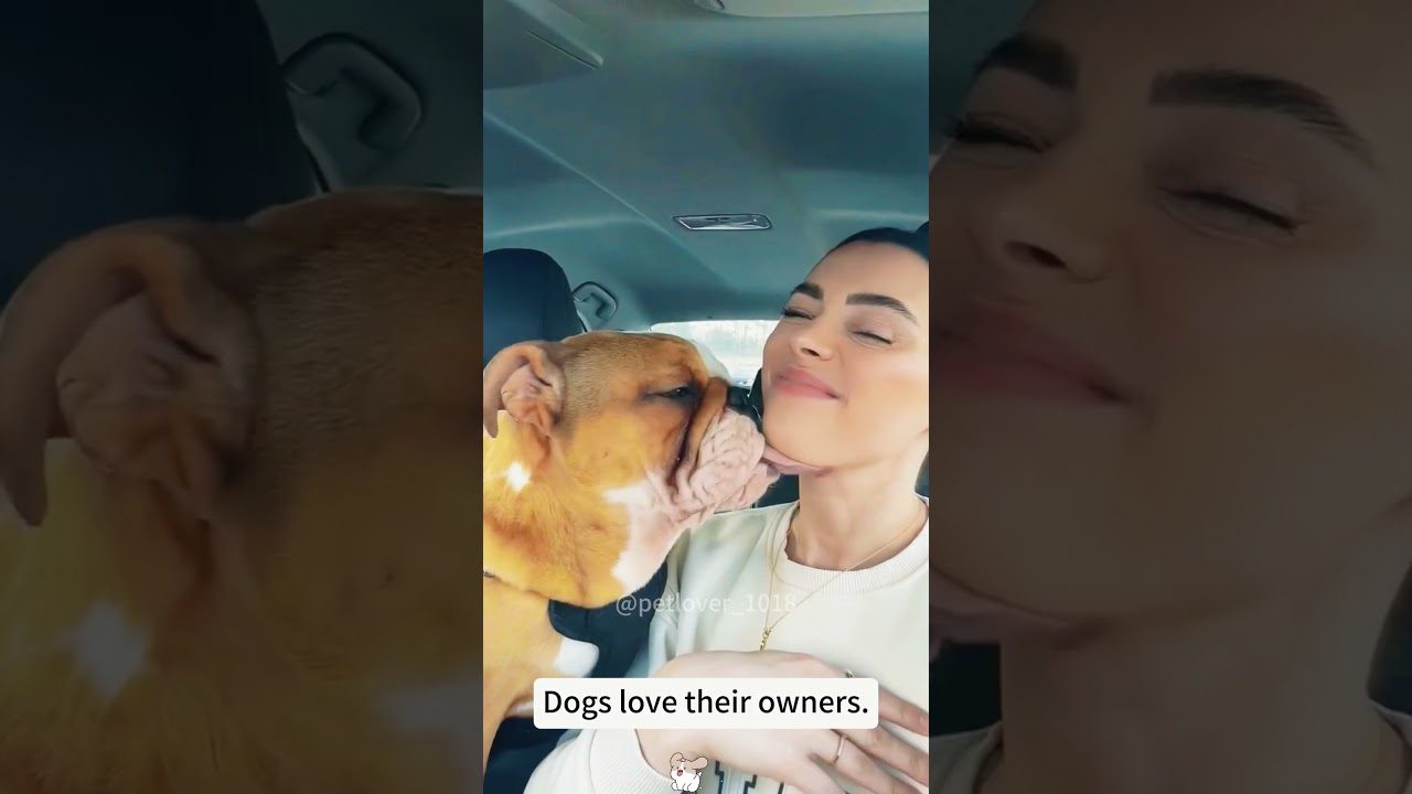 Dogs love their owners ❤️❤️❤️