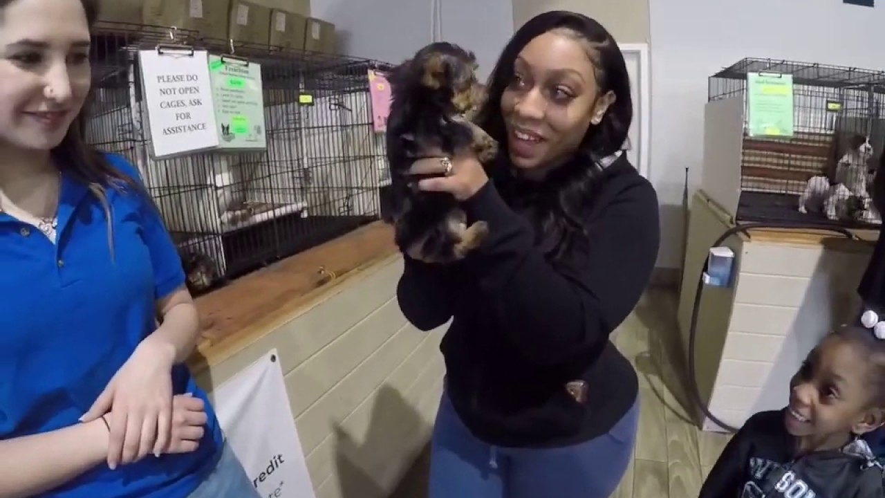 CAN’T BELIEVE THE PRICE FOR A TEACUP YORKIE
