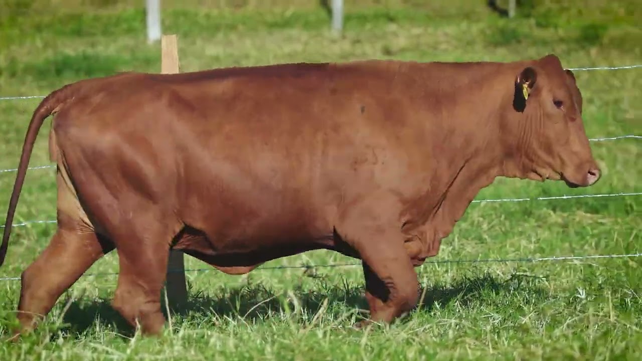 LOTE 07   FN 0006