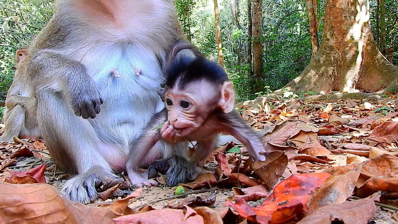 Incredible Scene! This Is Very Strong Action Of Little Cute Baby AMINA Explored Skillfully