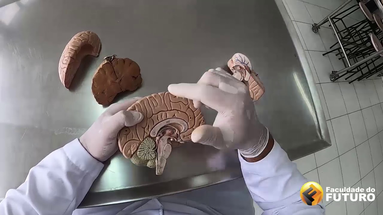 MINI-AULA ANATOMIA | SISTEMA VENTRICULAR ENCEFÁLICO