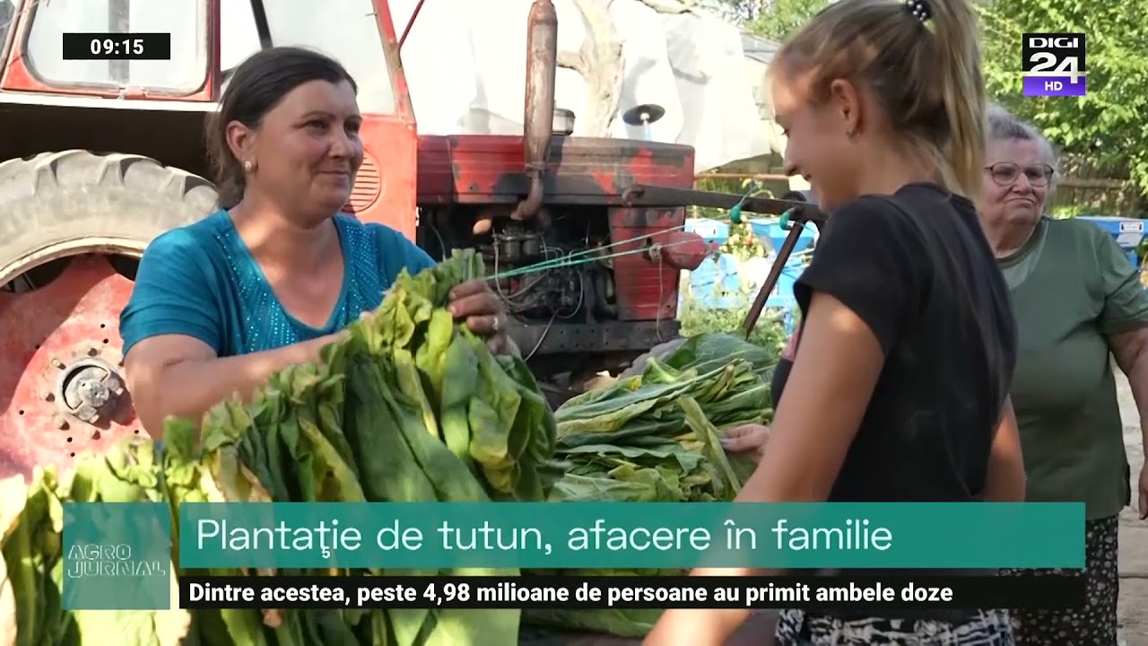 Cultura de tutun, o raritate. Subvenții tot mai mici, suprafețe reduse.