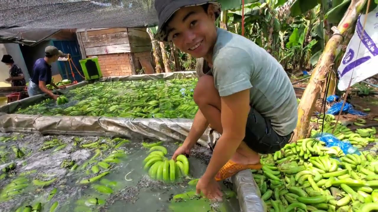 QUY TRÌNH ĐÓNG THÙNG CHUỐI TẠI ĐỒNG NAI, CHUỐI  2023 CÓ GIÁ NÔNG DÂN PHẤN KHỞI