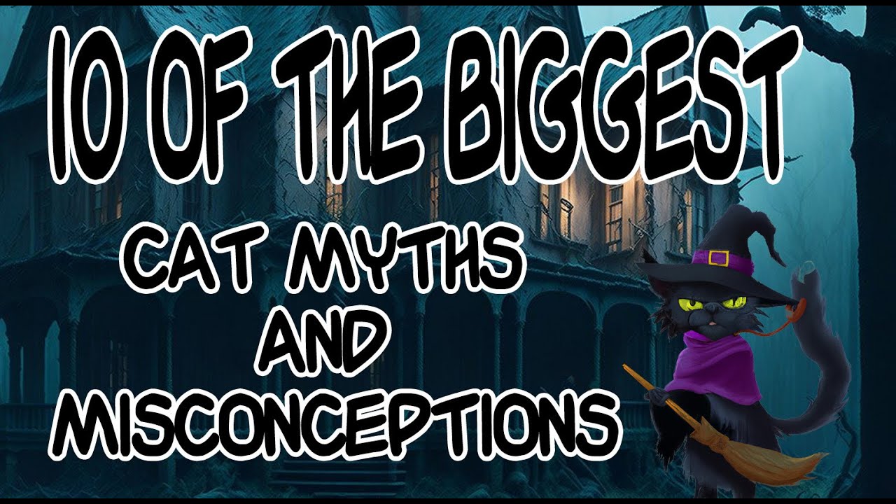 10 Biggest Cat Myths and Misconceptions