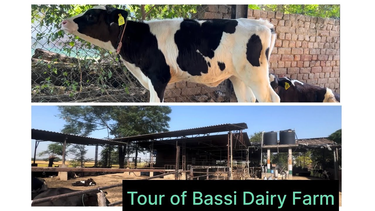 Tour of Bassi Dairy Farm || Punjab