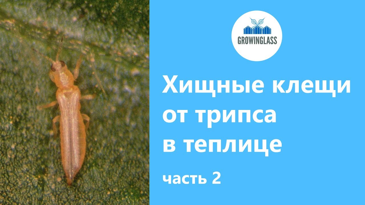 Амблисейус кукумерис