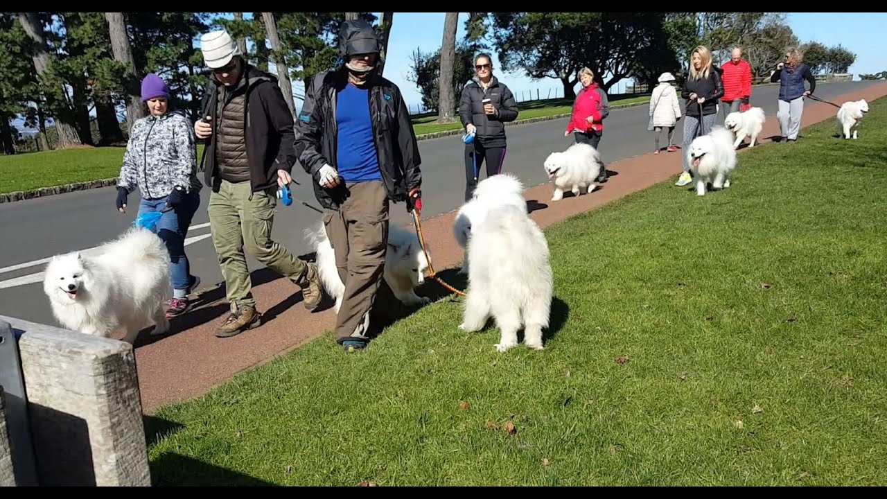 Aspen the Samoyed  -  So Many Samoyeds