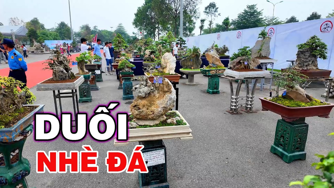 Đỉnh cao Duối nhè đá tại triển lãm Bắc Ninh 2025