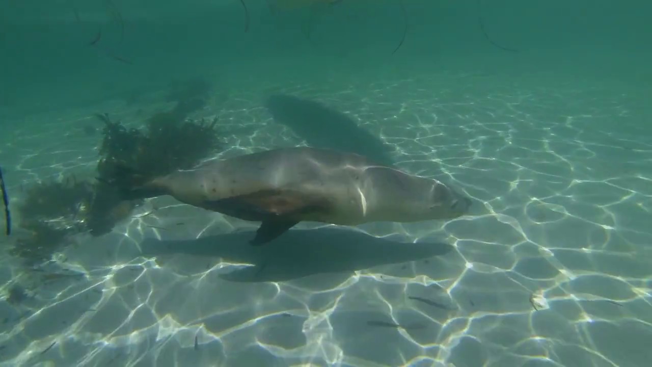 Seal Island