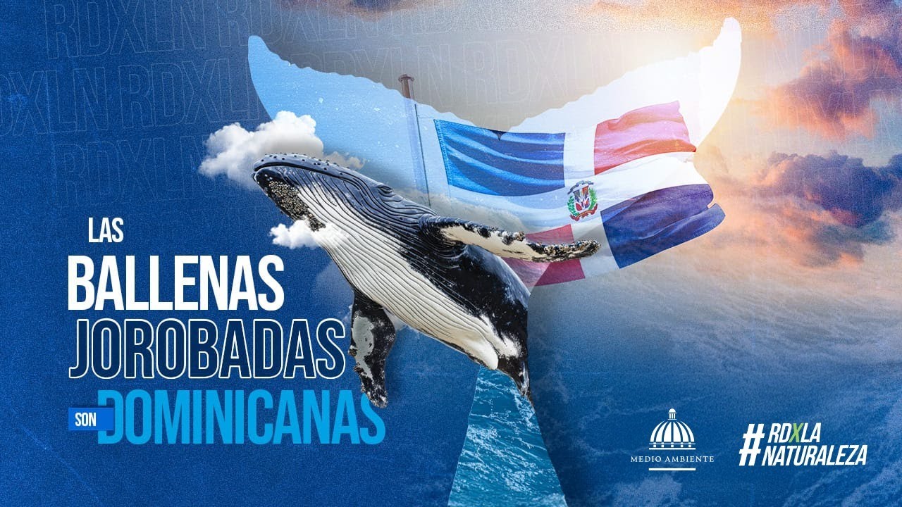 Vuelven NUESTRAS GIGANTES DOMINICANAS al mar (Ballenas Jorobadas)