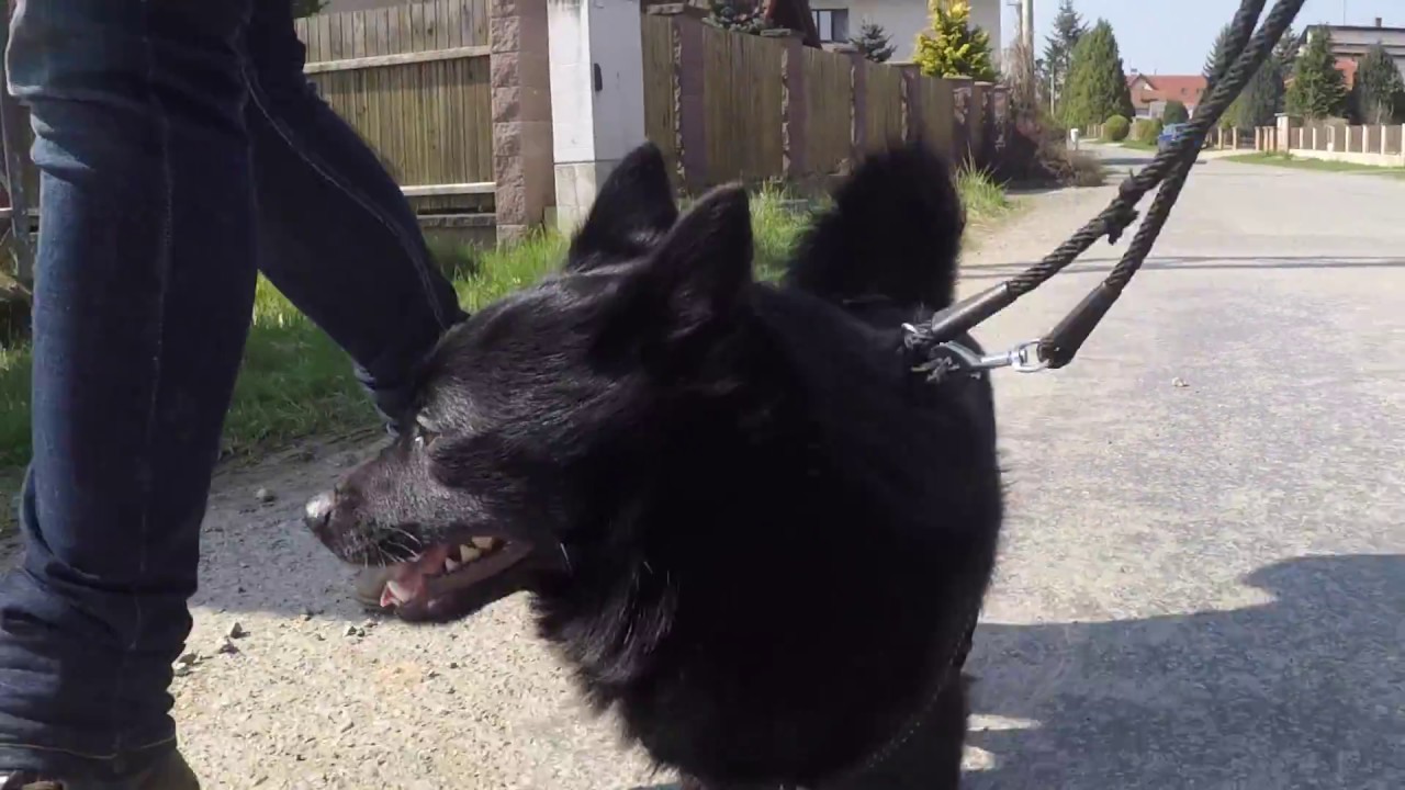 Dog therapy | POMOCNÉ TLAPKY canisterapie