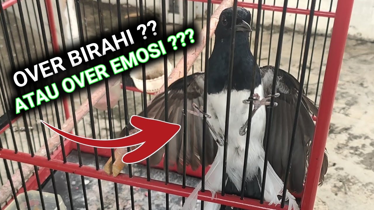 GAK MASALAH KACER SAYA RUSAK DEMI KALIAN | DR KACER TERBARU