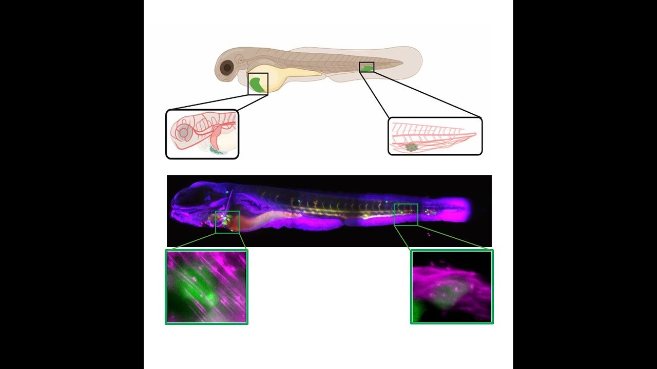 Dagan Segal: Insights from zebrafish into cancer cell adaptation