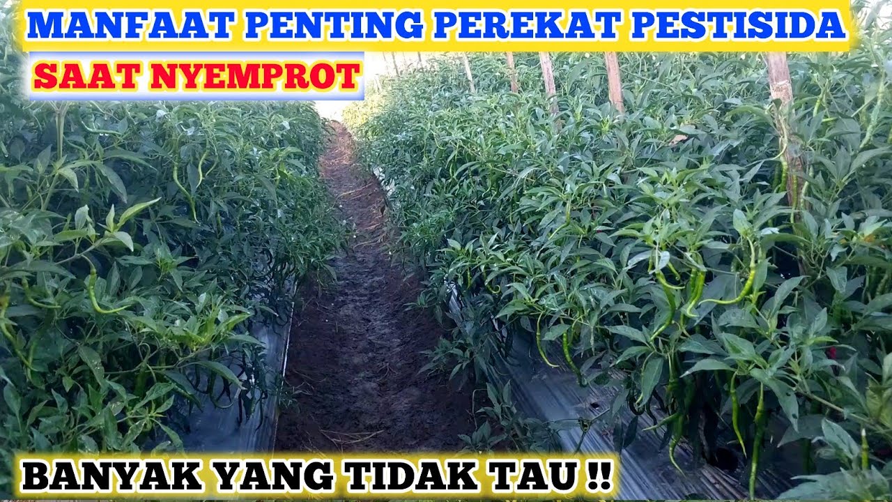 BONGKAR PENTINGNYA MENGGUNAKAN PEREKAT SAAT PENYEMPROTAN TANAMAM CABE | MANFAAT PEREKAT PESTISIDA