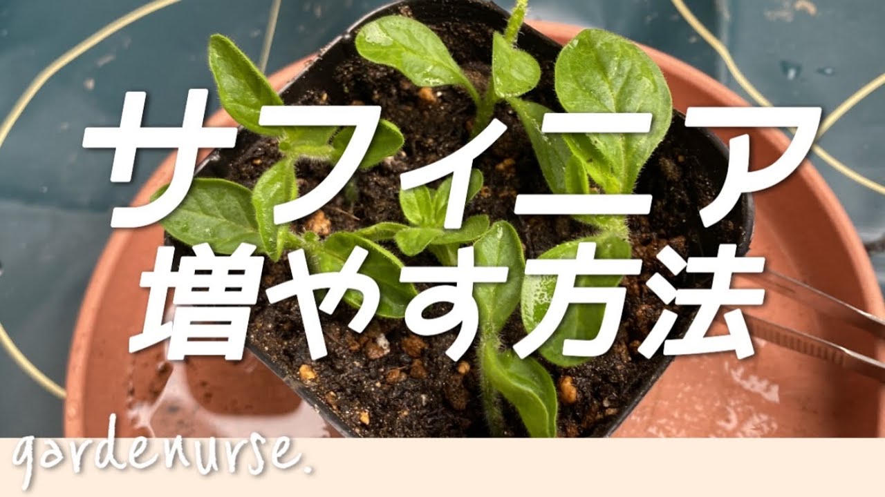 【挿し芽】初心者でもできる挿し芽の方法｜サフィニア#ベランダガーデニング