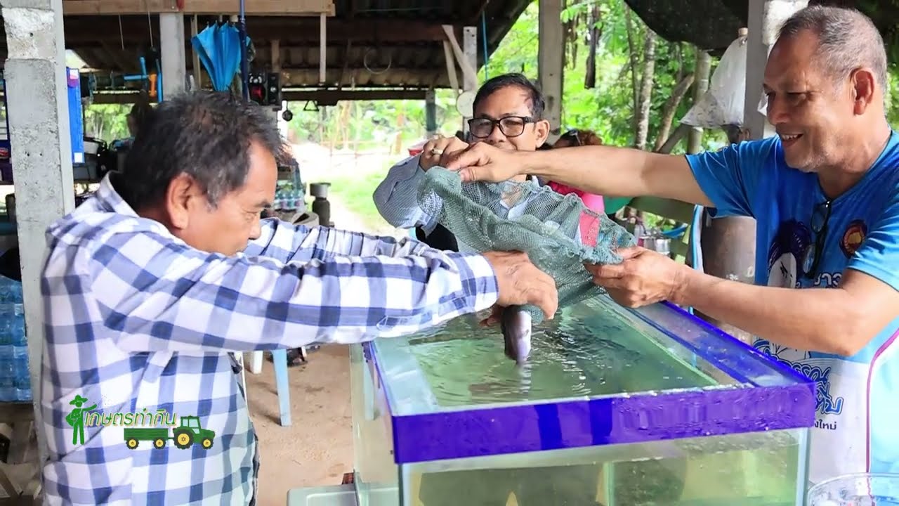 เกษตรทำกิน ตอน ปลาชะโอนสร้างรายได้