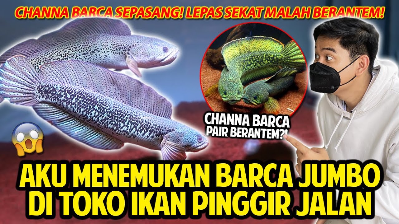 AKU MENEMUKAN BARCA JUMBO SEPASANG DI TOKO IKAN PINGGIR JALAN! DILEPAS SEKAT LANGSUNG BERANTEM!
