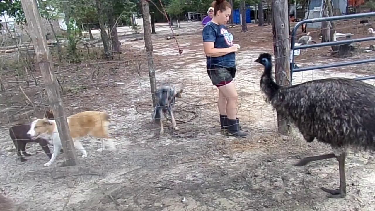 Raising Emus