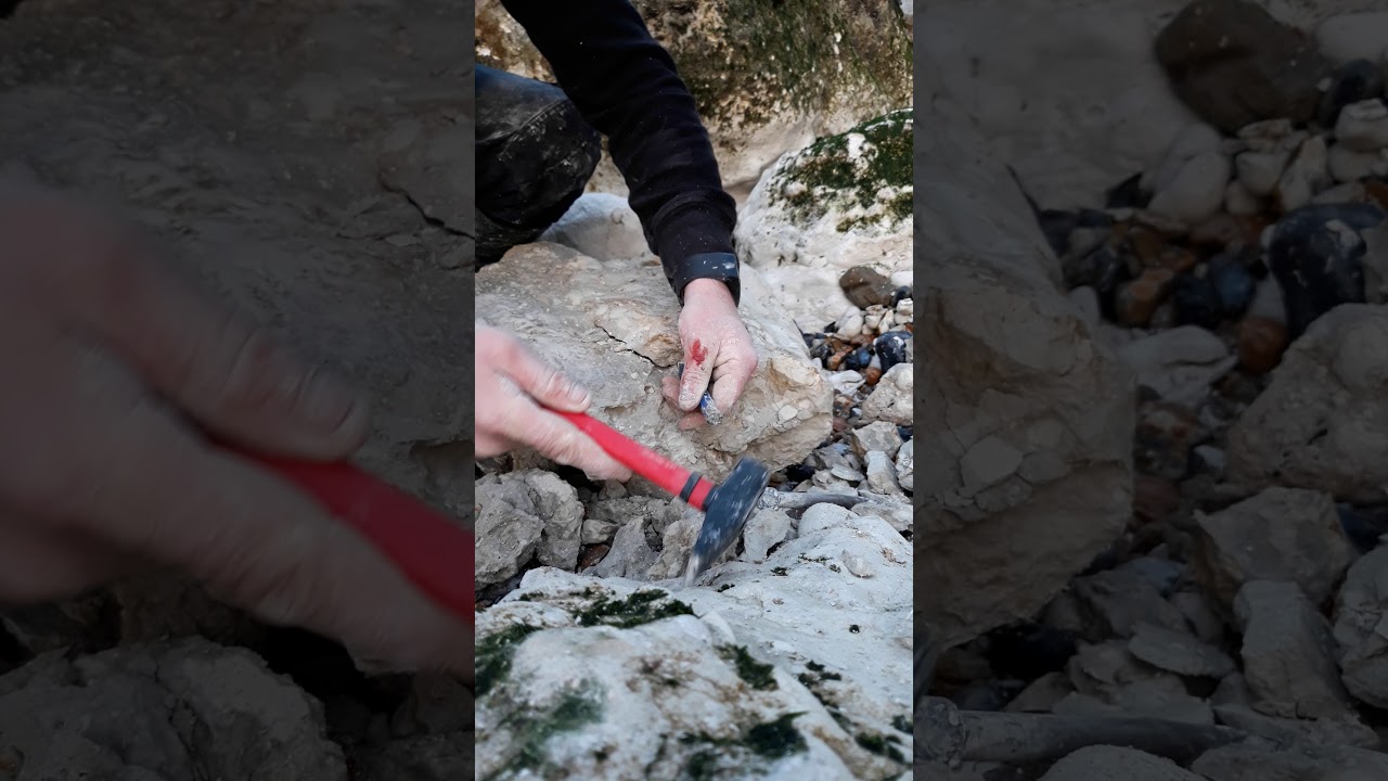 huge ammonite lewesiceras peramplum 22