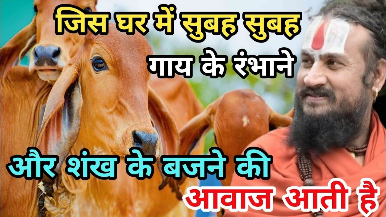 Calamity can never befall those homes from where the sound of a cow mooing comes | Vipin Bihari's...