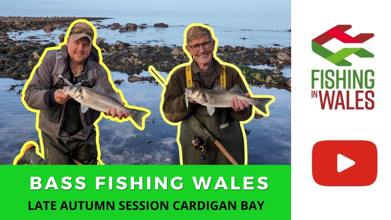 Bass Fishing Wales - Lure, Spin and fly fishing Cardigan Bay - Late Autumn UK Sea Bass