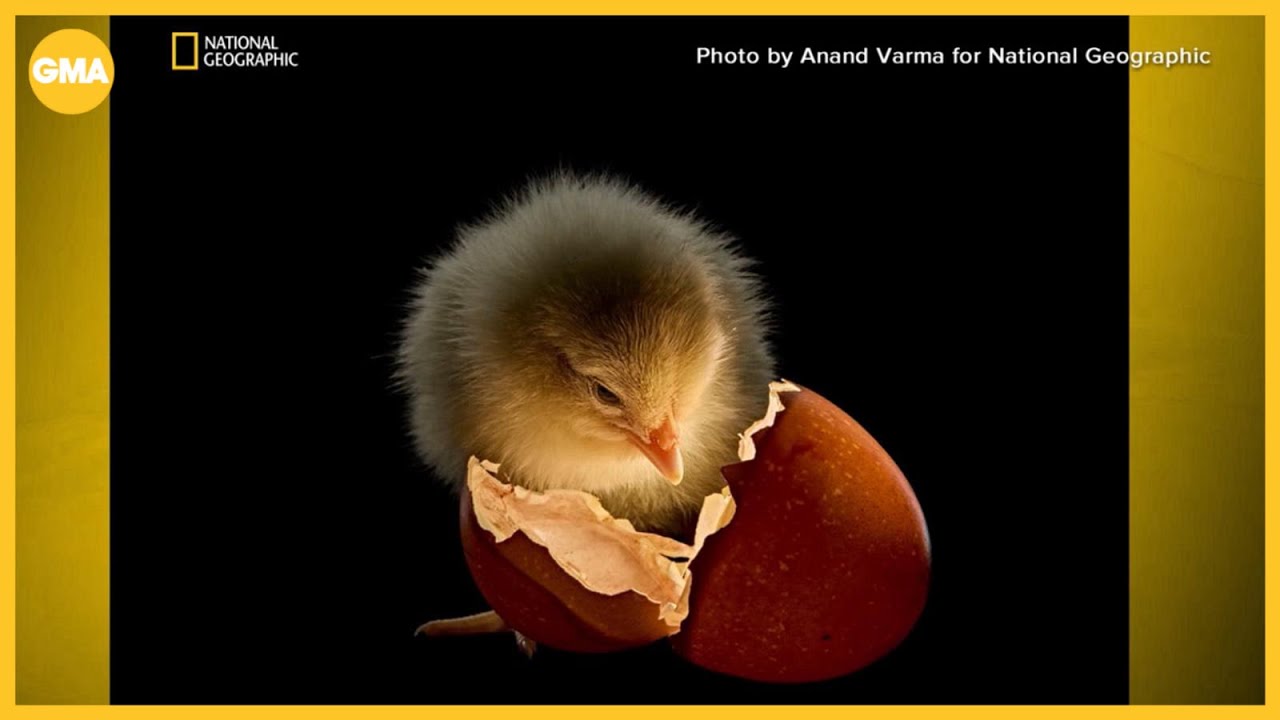 These are National Geographic's Pictures of the Year