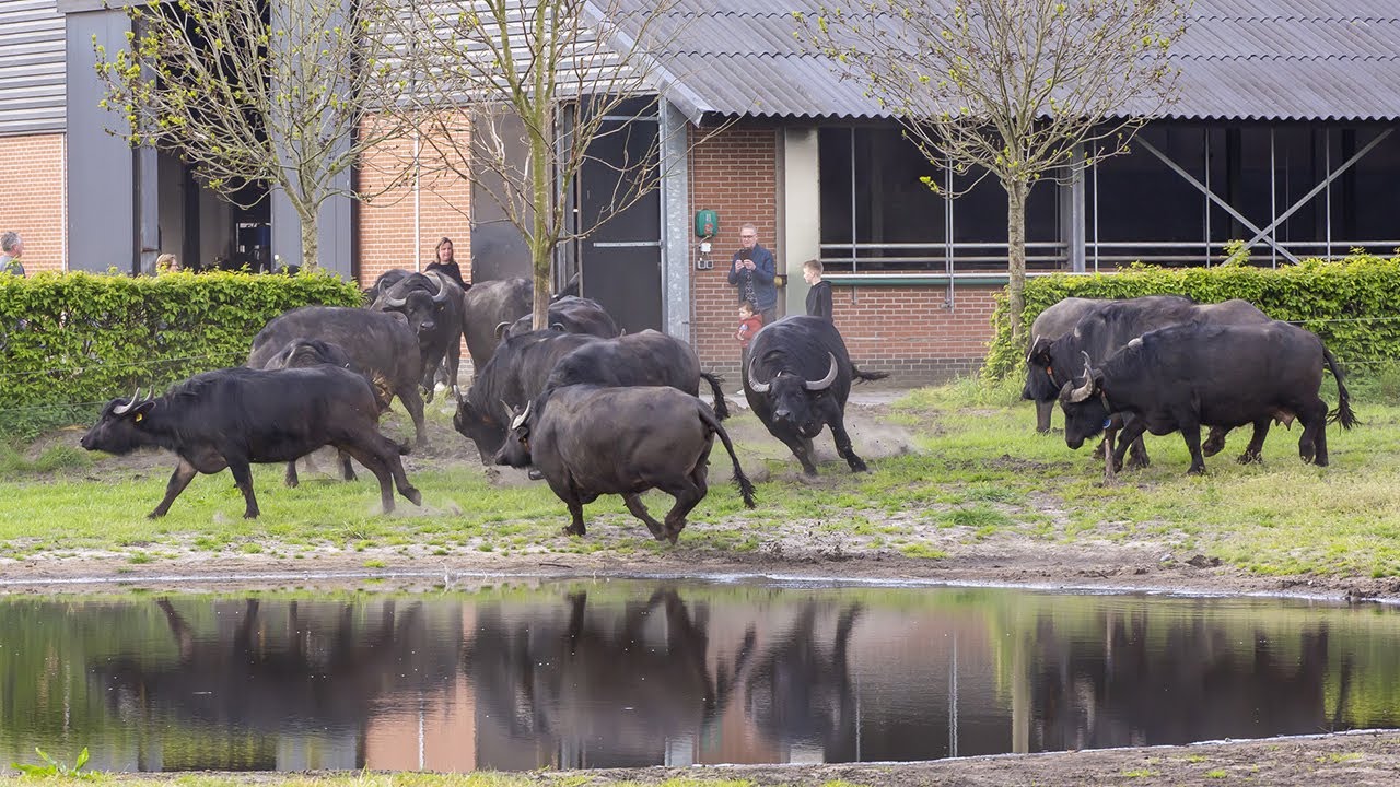 Waterbuffels naar buiten