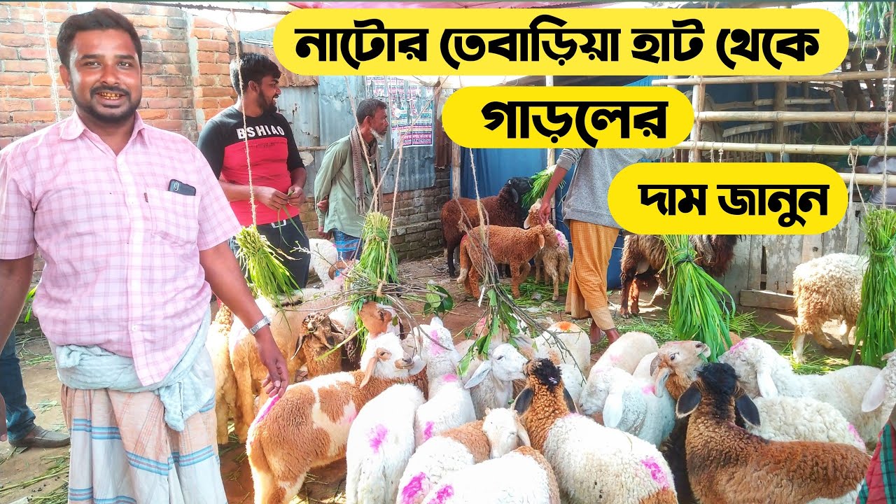 গাড়লের দাম জানুন নাটোর তেবাড়িয়া হাট থেকে।sheep/Lamb Price in bangladesh/Sheep Farming for beginners