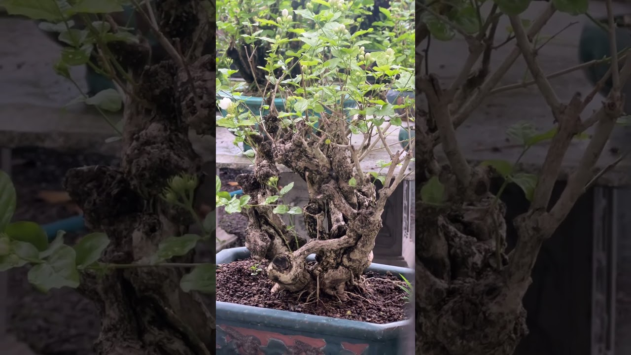 Vườn Nh&agrave;i Bonsai Việt Nam #bonsai #bonsaitree #ngomanhtuan