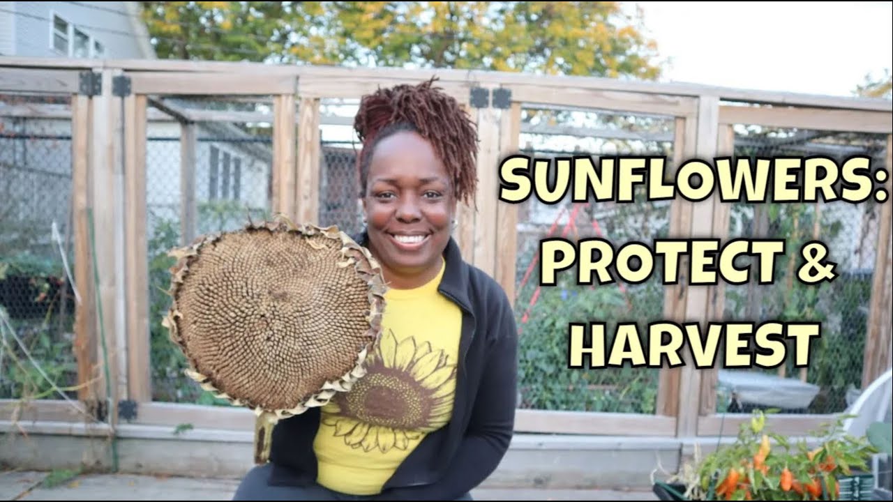 Sunflowers: Protecting and Harvesting