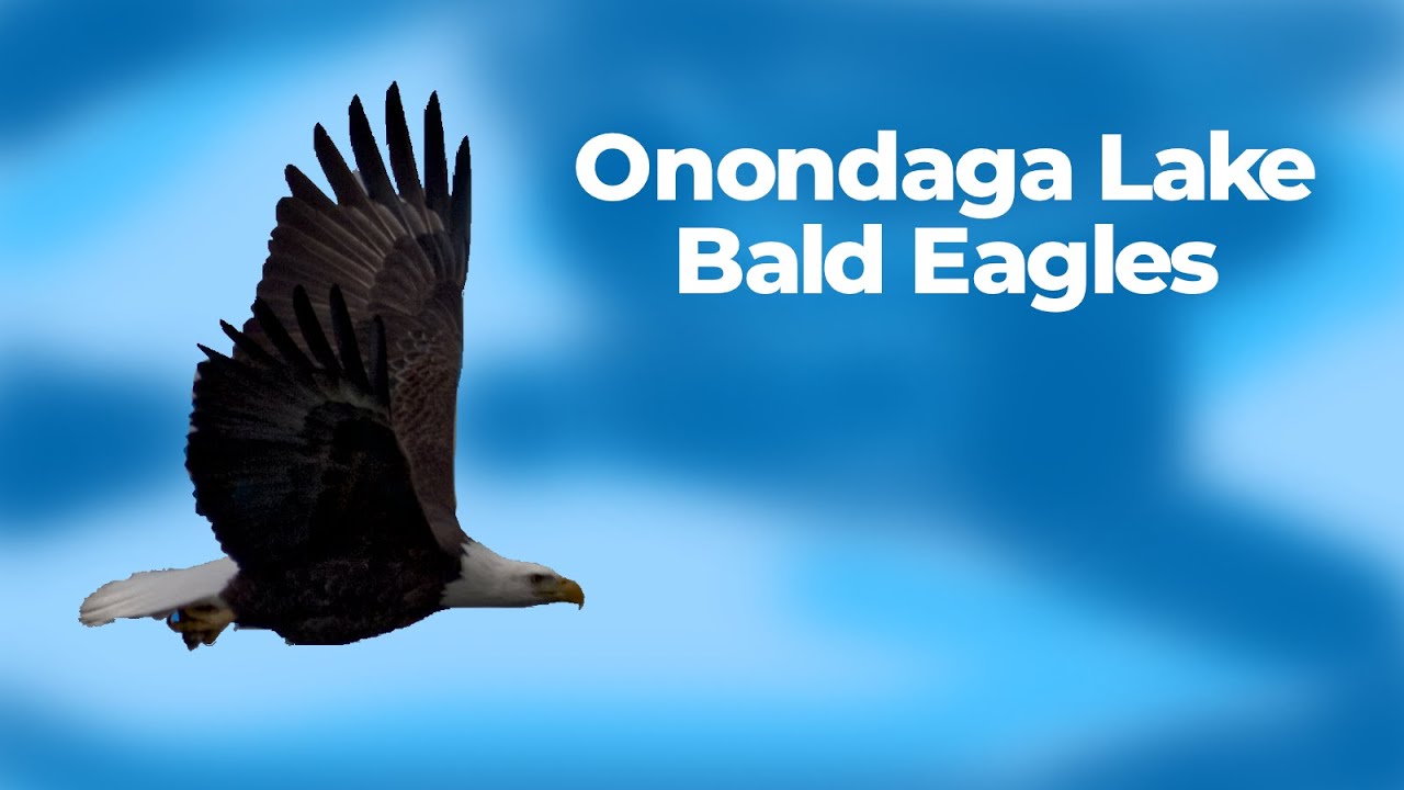 Onondaga Lake Bald Eagles
