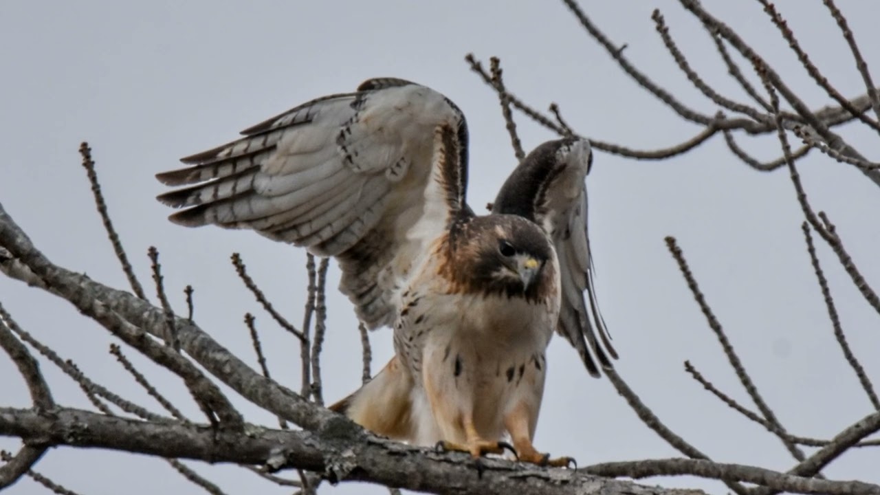 Birds of the Air - Photography