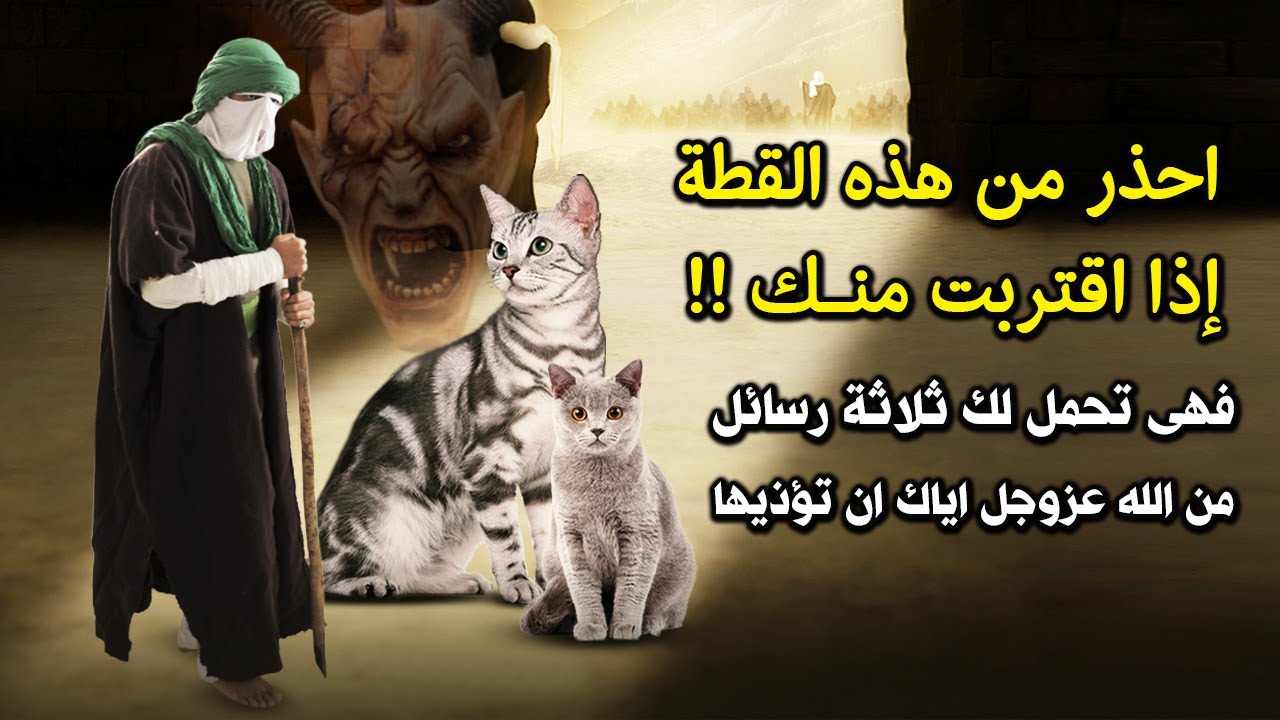 احذر من هذه القطة إذا اقتربت منك .. فهى تحمل لك ثلاثة رسائل من الله عز وجل ؟ إياك ان تؤذيها !!