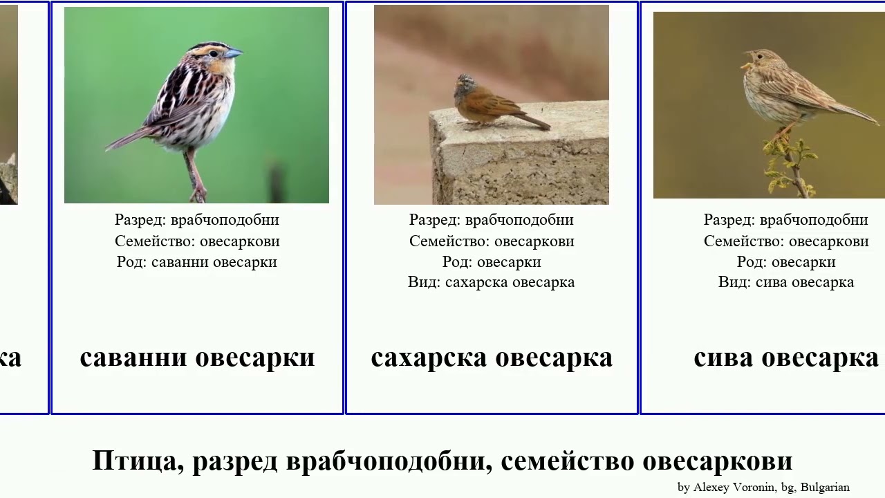 Птица, разред врабчоподобни, семейство овесаркови овесарка овесарки тиарис bird остров Кокосовия