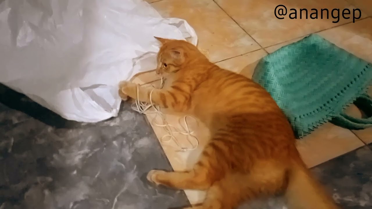 funny cat ❗️❗️ oyen random