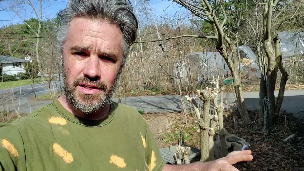 Elderberry Pruning - Discussion and Considerations