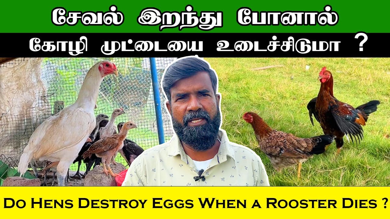 What Happens If a Rooster Dies ? Will Hens Break Their Eggs ? | TAMIL | GUNA NATTUKOZHI PANNAI