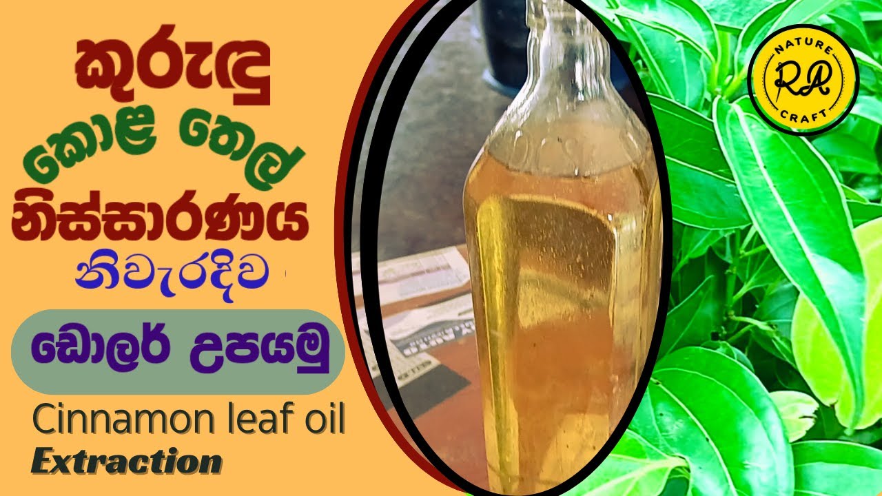 කුරුඳු තෙල් නිස්සාරණය නිවැරදිව  Cinnamon oil making at home