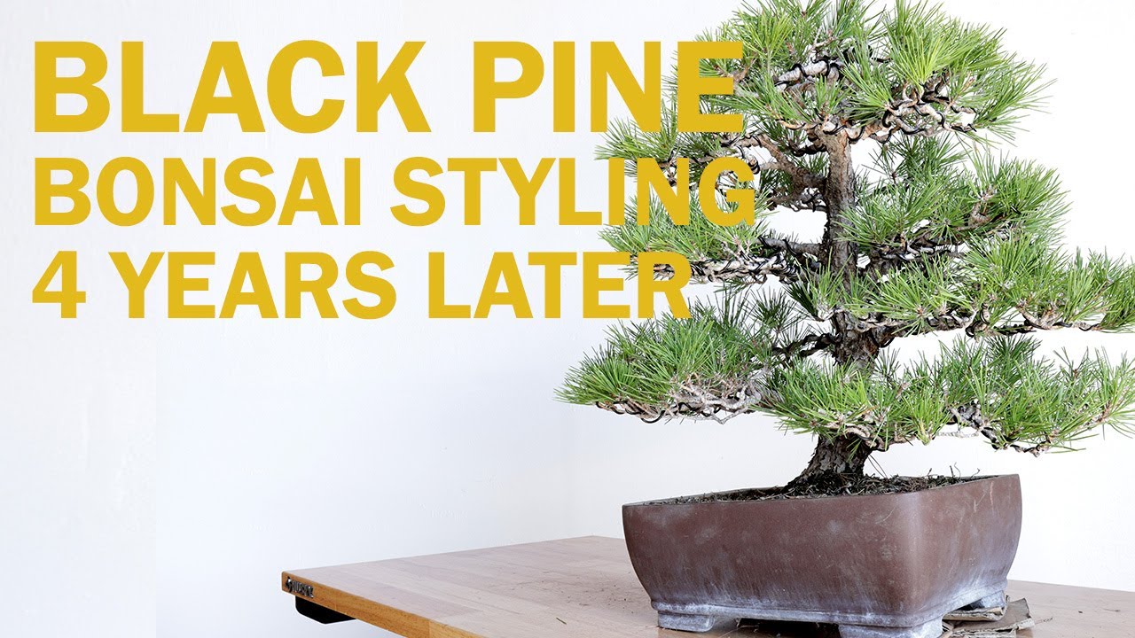 Black Pine Bonsai Styling Timelapse - Four Years Later