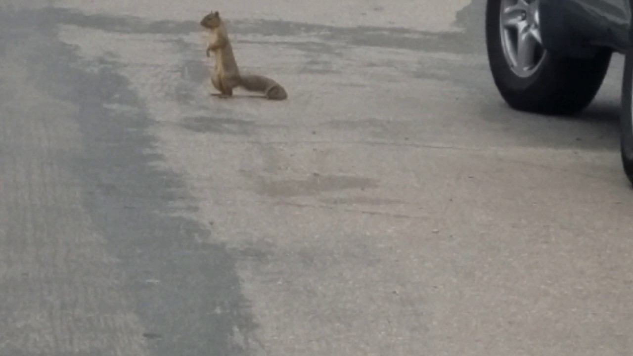 Squirrel on Brant Street