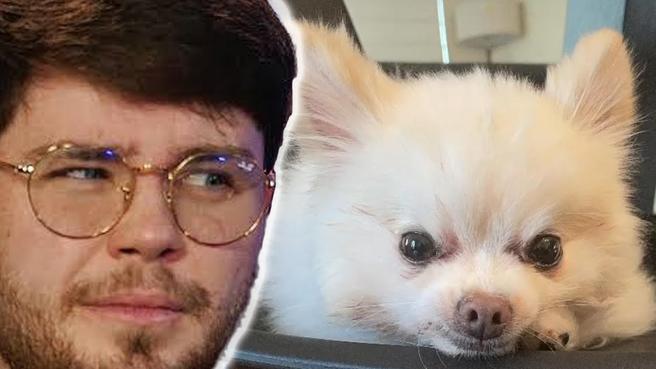 Cat Person BLIND REACTS to Dogs