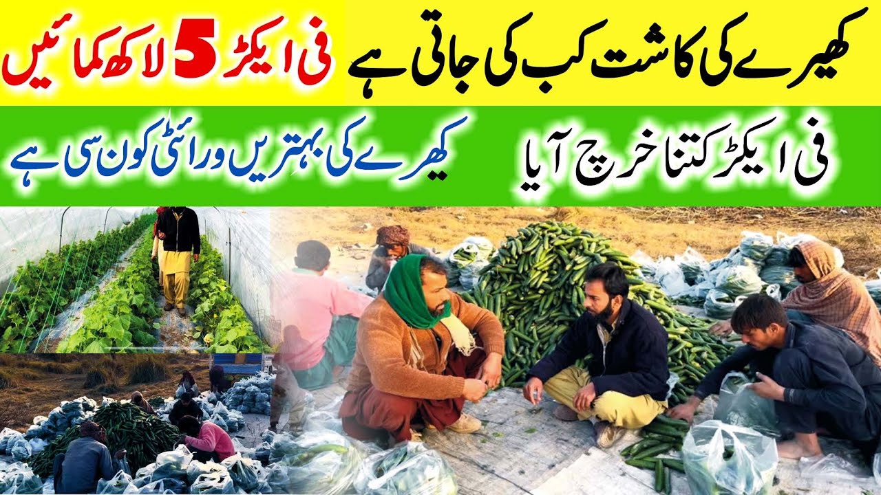 Cucumber cultivation in tunnel | ٹنل میں کھیرا کاشت کرنے کا طریقہ | tunnel farming | kheera ki kasht