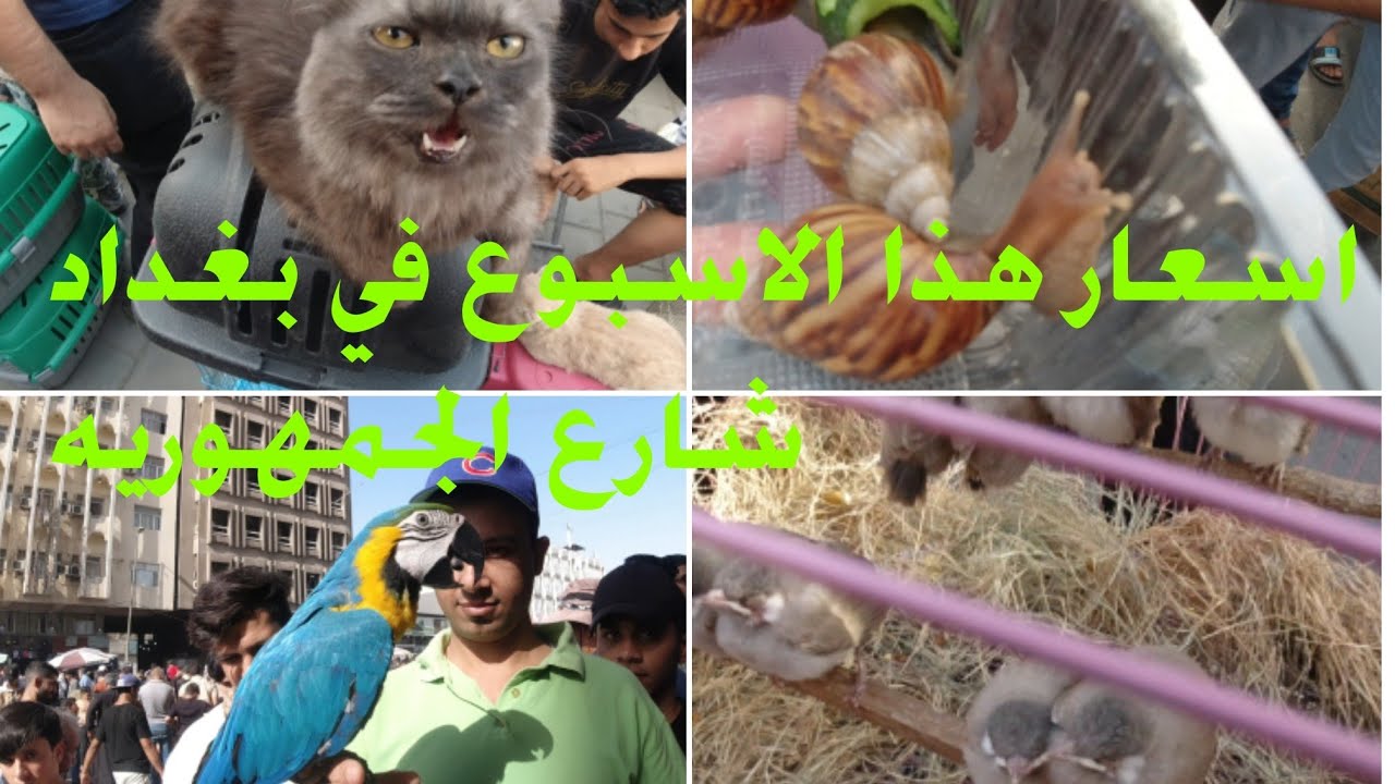 سوق الغزل هذا اليوم في بغداد 2023/09/15 اسعار الطيور والحيوانات.