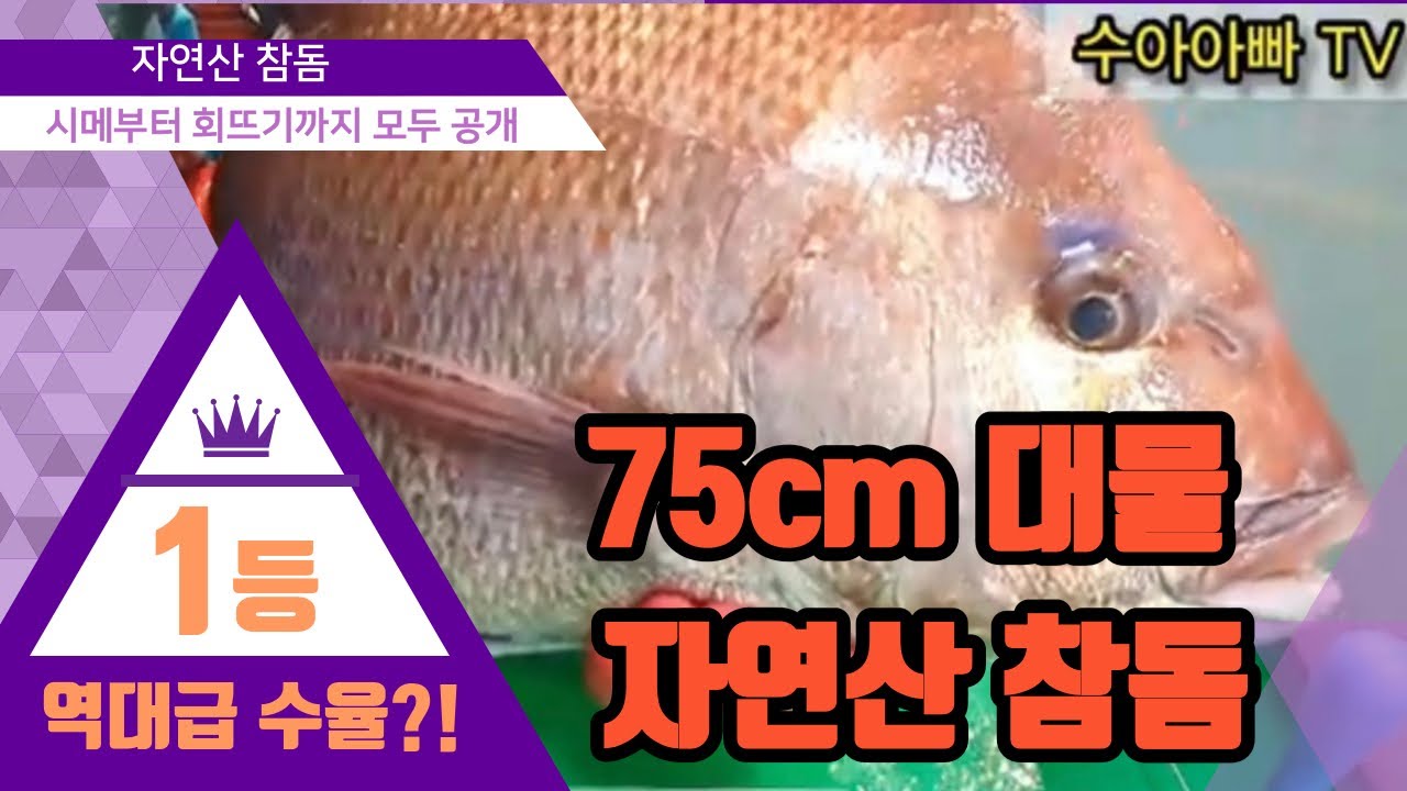 [역대급 수율의 대물 자연산 참돔 시메와 회뜨기] 75cm 대물 참돔의 역대급 수율은 얼마일까요? How to Fillet Red seabream. [수아아빠TV]