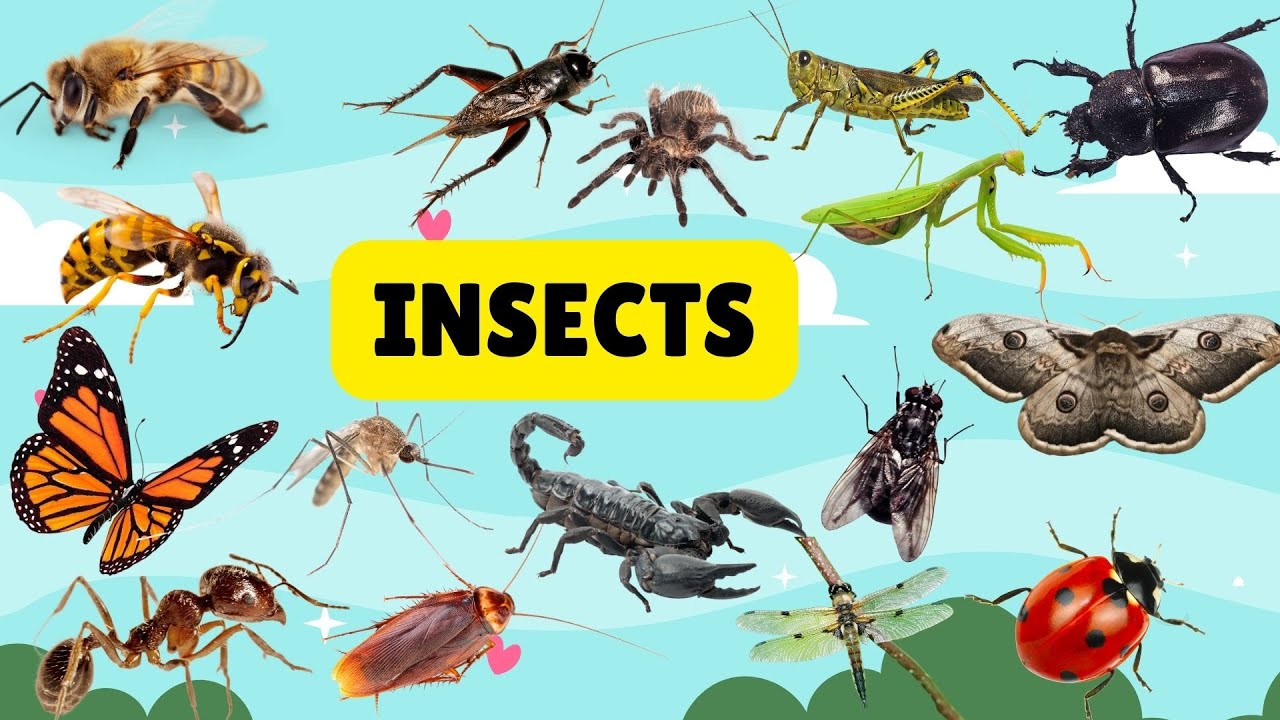 Insects and Bugs || Learn Bugs and Insects Name
