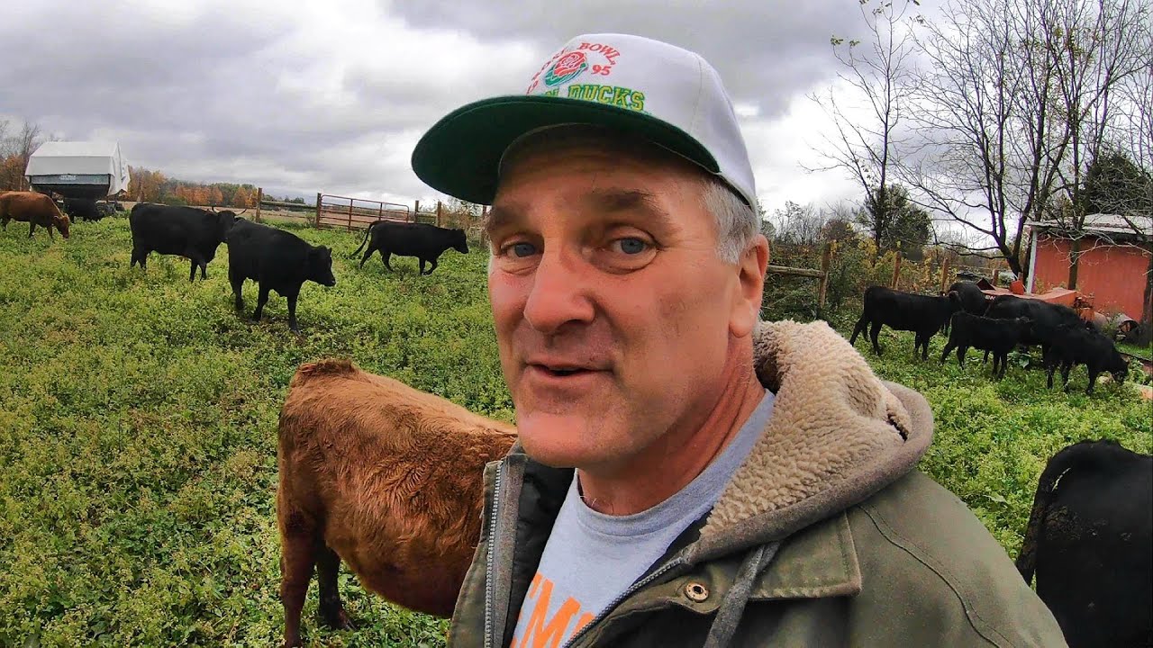 How We Care for Cattle in the Winter