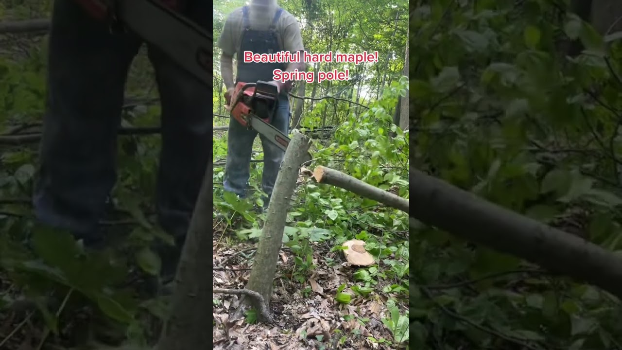 Spring pole! Just kut it #duet #arboriculture #wood